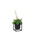 small black metal flower pot by mogens lassen for audo copenhagen