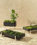 Botanic Collection, Pot by Design House Stockholm