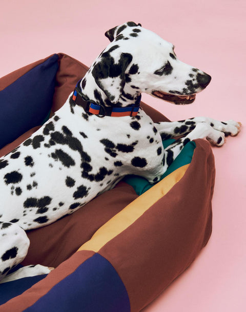 HAY Dog Collar Flat, M/L, Red and Blue, flat woven polyester dog collar, worn by a dalmatian lying in a brown and navy dog bed