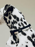 HAY Dog Collar Flat, M/L, Black and White, flat woven polyester dog collar, worn by a dalmatian in profile on a pale grey backdrop