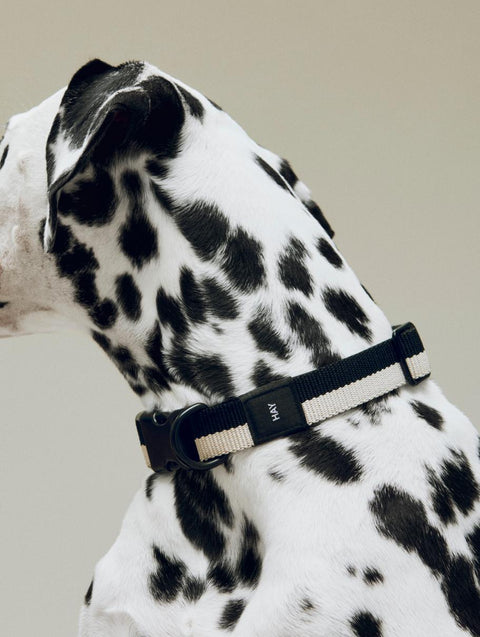 HAY Dog Collar Flat, M/L, Black and White, flat woven polyester dog collar, worn by a dalmatian in profile on a pale grey backdrop