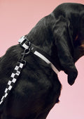 HAY Dog Collar Flat, M/L, Black and White, flat woven polyester dog collar, worn by a black dog on pink with a check patterned leash