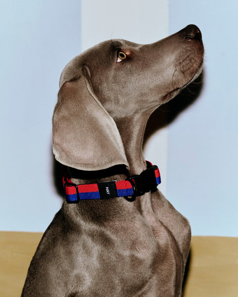 HAY Dog Collar Flat, M/L, Red and Blue, flat woven polyester dog collar, worn by a grey weimaraner in profile on a pale blue backdrop