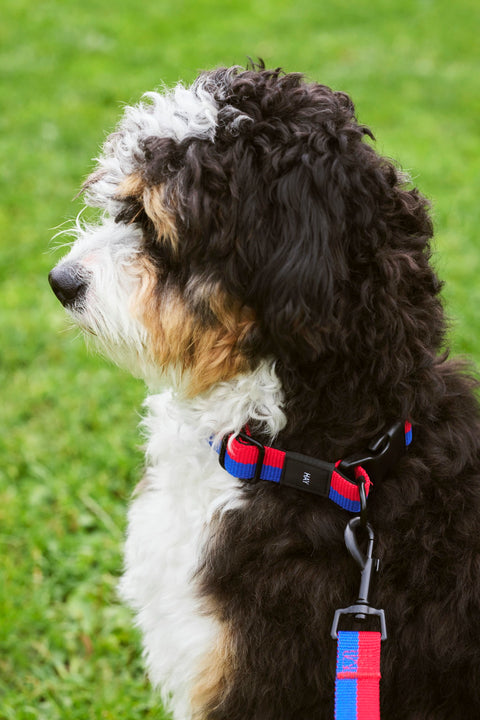 HAY Dog Leash Flat, Red and Blue, M/L, flat woven webbing dog leash, clipped to a matching collar on a curly coated dog sitting on grass