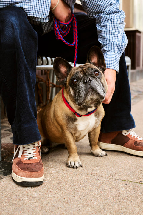 HAY Dog Collar Flat, M/L, Red and Blue, flat woven polyester dog collar, on a french bulldog held on a braided leash on a pavement