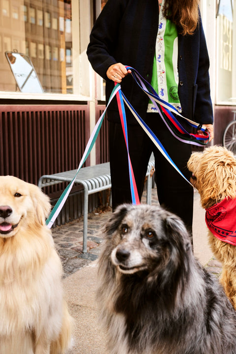 HAY Dog Leash Flat, Red and Blue, M/L, flat woven webbing dog leash, held by a person on a street with three dogs, one wearing a red scarf