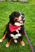 HAY Dog Leash Flat, Red and Blue, M/L, flat woven webbing dog leash, trailing across grass beside a Bernese dog wearing a red scarf