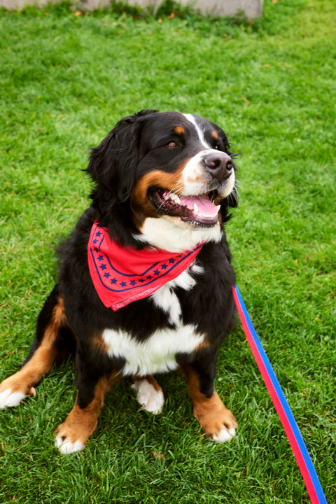 HAY Dog Leash Flat, Red and Blue, M/L, flat woven webbing dog leash, trailing across grass beside a Bernese dog wearing a red scarf