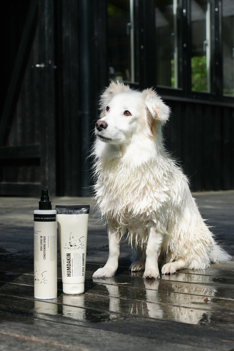 Humdakin Dog Leave in Conditioning Spray, leave-in dog conditioner, standing beside the Dog Shampoo tube next to a wet white dog on a dark terrace