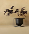 black metal flower pot by danish designer mogens lassen with a tree like plant for audo copenhagen