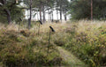 black outdoor lighting for a pathway