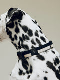 HAY Dog Collar Flat, S/M, Black and White, flat woven polyester dog collar, worn by a dalmatian in profile on a pale grey backdrop