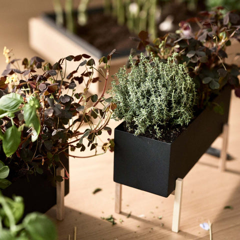 Botanic Collection, Box by Design House Stockholm